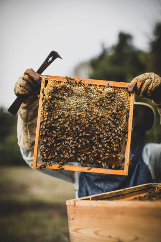 The Art of Beekeeping: Embracing Diversity in Apiary Philosophies
