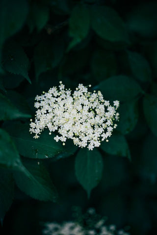 What's the Deal with Elderberry?